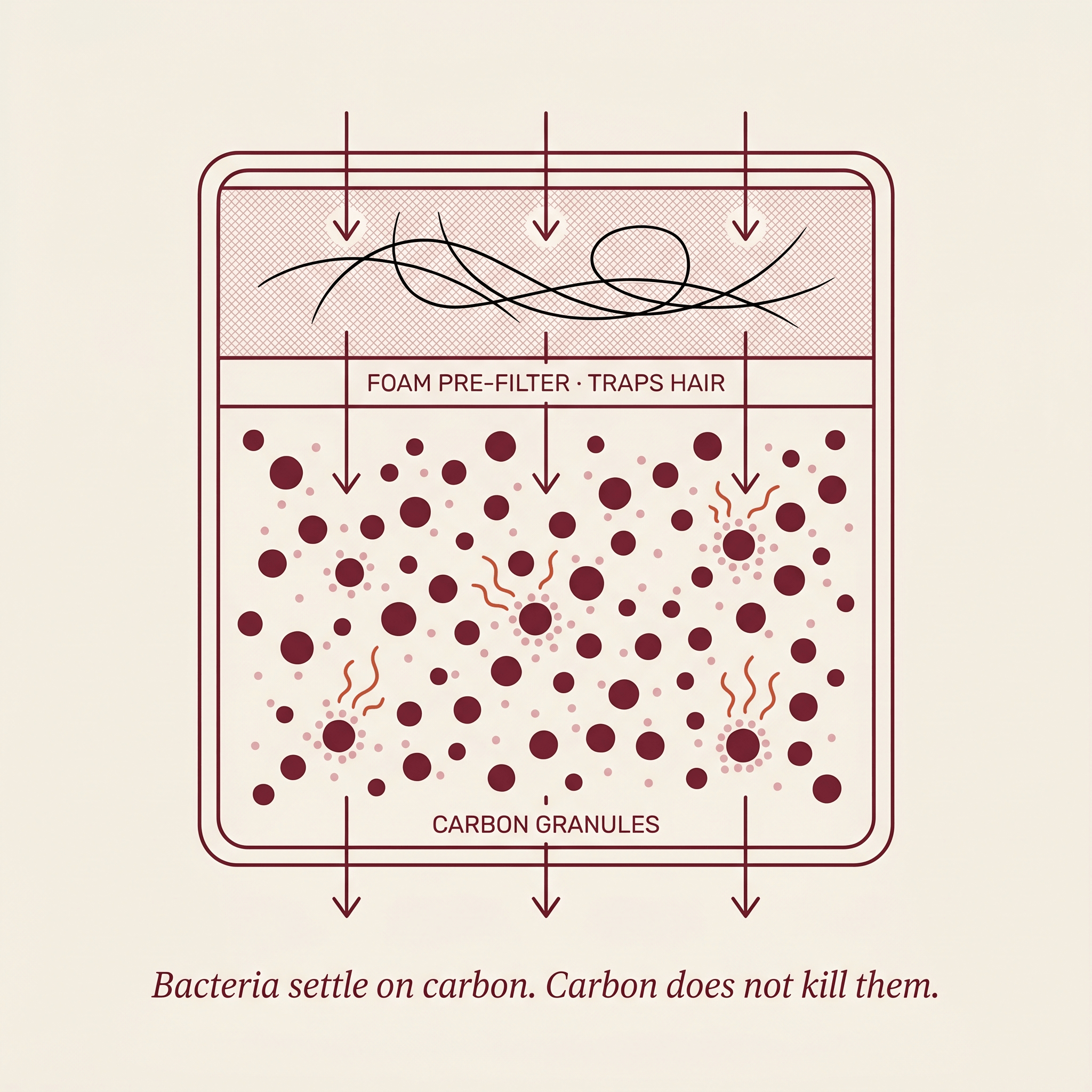 Cross-section of a carbon filter cartridge showing bacteria settling on the carbon granules and hair trapped in the foam pre-filter.